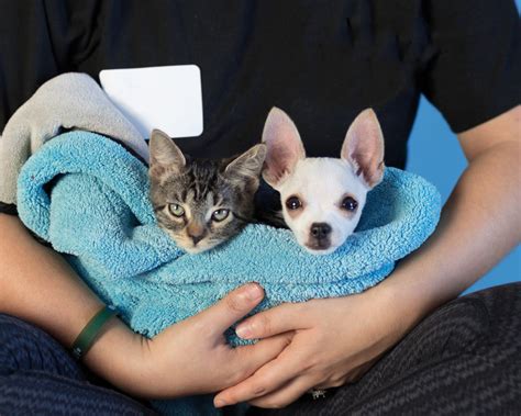 young-williams animal shelter|young williams animal shelter puppies.